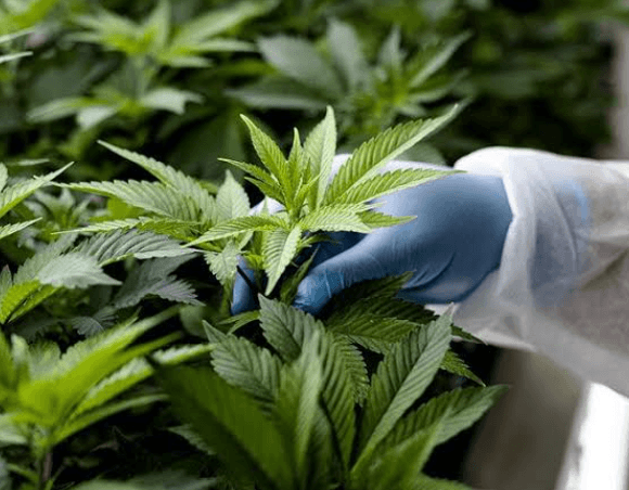 Cannabis Terpene Guide: Everything You Should Know About Terpenes and Cannabinoids